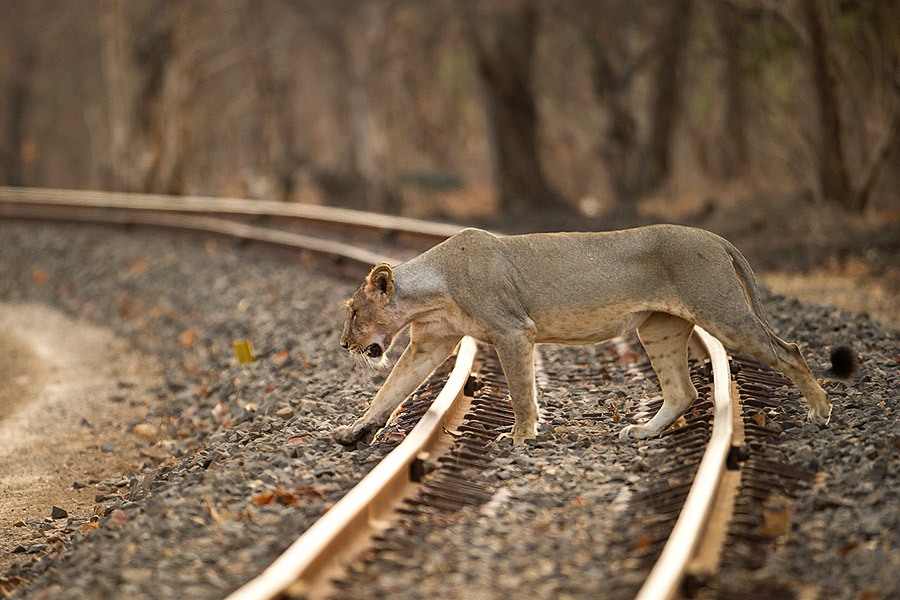 Lions Train Spotting In Komati